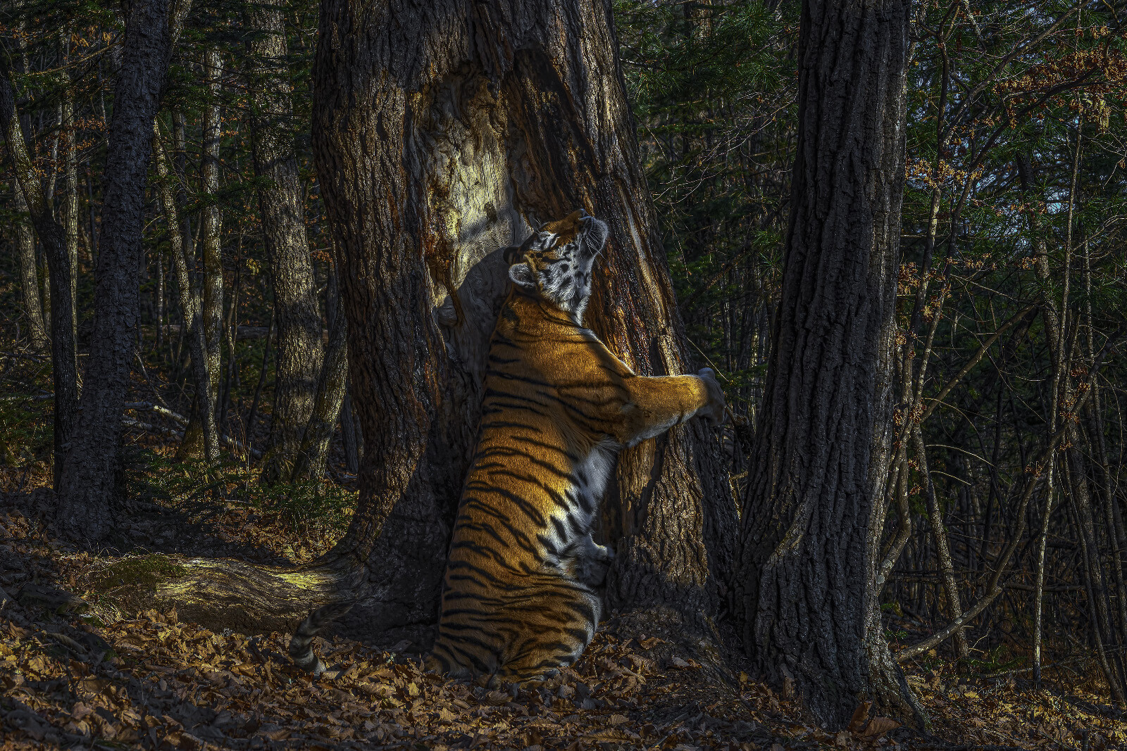 Una toma única de una tigresa siberiana abrazando un árbol gana el concurso de naturaleza Wildlife Photographer of the Year 2020